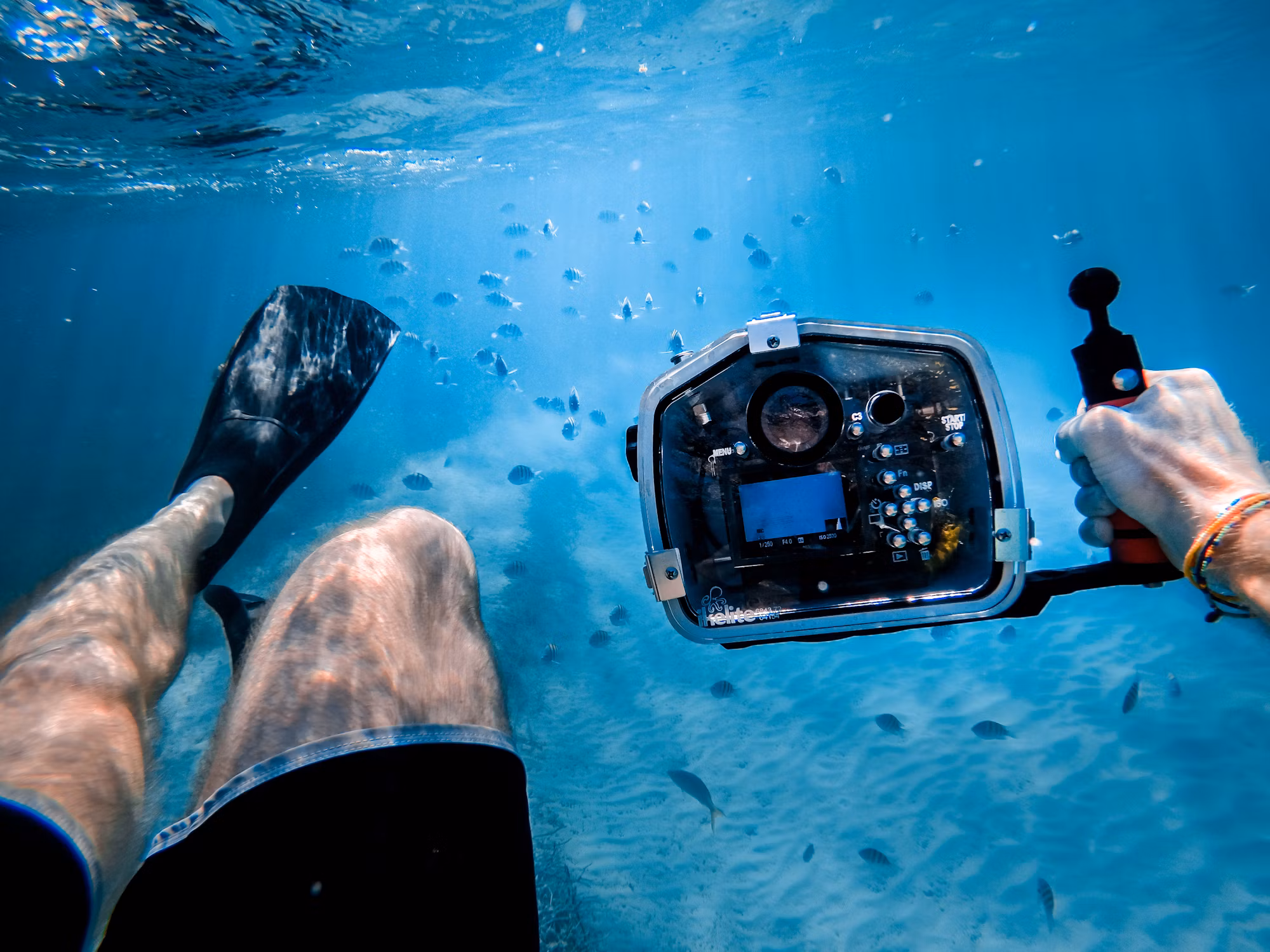 Diving Into Adventure: A Journey Through Different Diving Disciplines