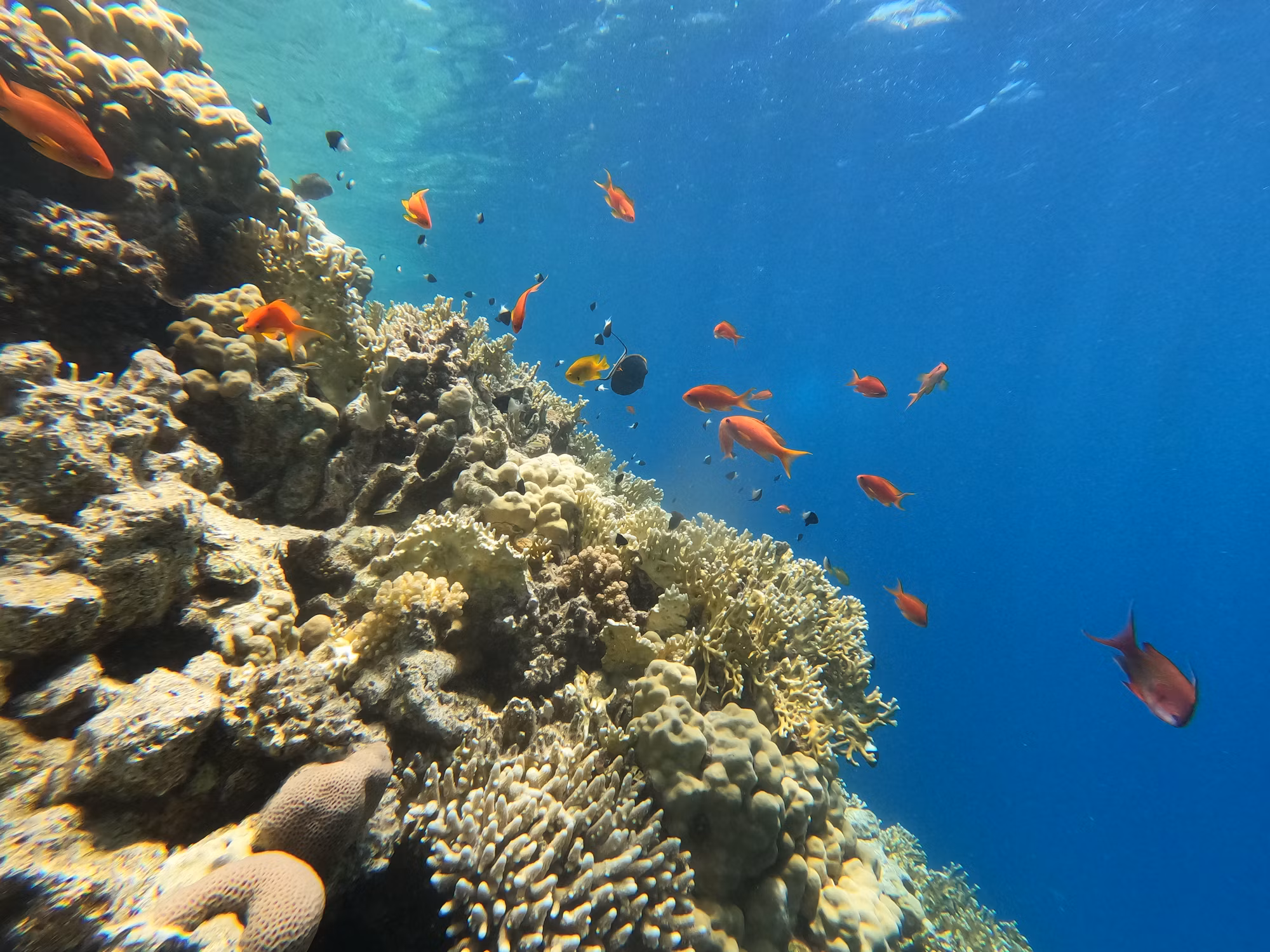 Diving into Adventure: Exploring the Depths of Marine Experiences